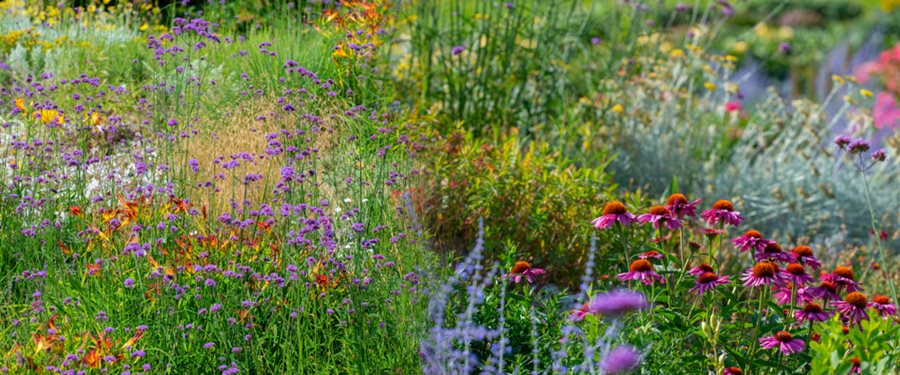 Learn the way to Design a Meadow Yard