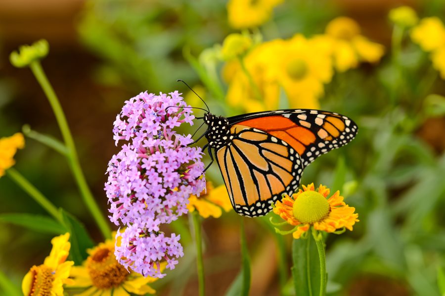 Learn to Design a Gorgeous Butterfly Yard